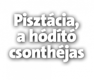 Pisztácia_headline