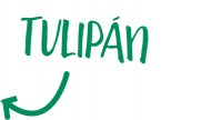 tulipán